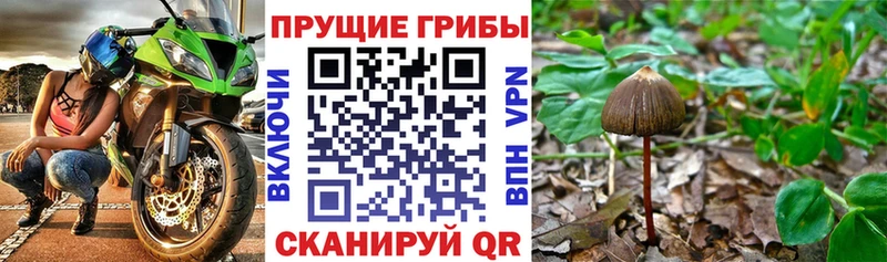 Купить закладки  Гатчина  Галлюциногенные грибы Psilocybe 